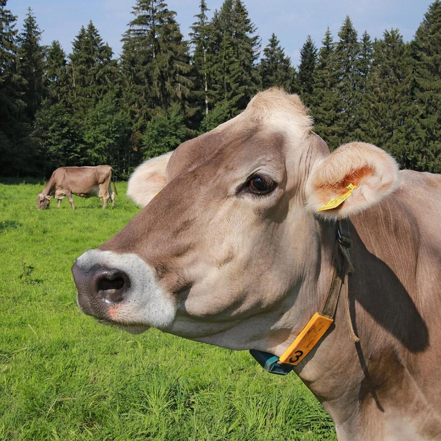 Ferienhof Bitschnau Lindenberg im Allgäu Eksteriør billede